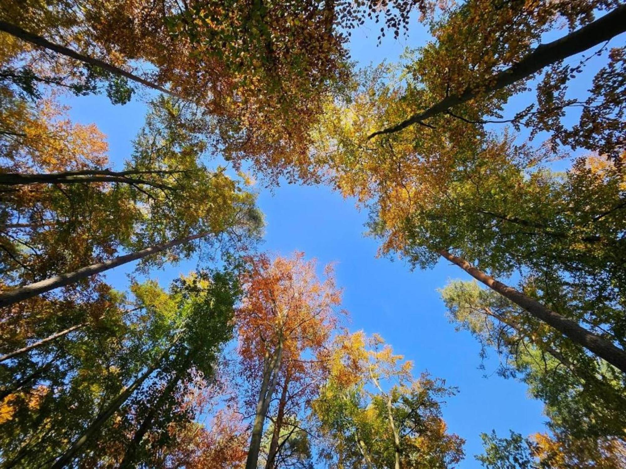 Ferienpark Mueritz In Rechlin-Nord Exteriör bild